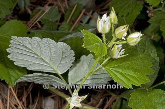 rubus glaucifolius 4 graphic